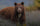 Bear Hunting Gear List