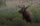Elk Hunting Gear List
