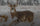 Whitetail Hunting Gear List