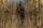 Front of Archery Whitetail Hunter in Valo Camouflage Walking Through Corn Field