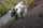 Chugach