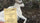 Justin Shaffer's Notched Sheep Tag with Dall Sheep Below
