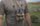 Man wearing the KUIU Ultralight Binocular Harness in Valo Camouflage