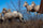 Released bighorn sheep leaping from stock trailer during North Dakota sheep transplant