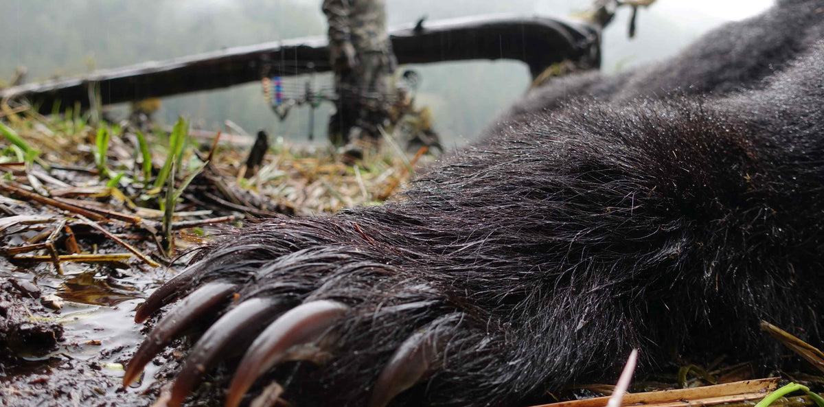 Close, Detailed Photo of Spring Black Bear Claws with Hunter in Background