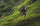 Allen Bole wearing Valo camouflage climbing up through the dense undergrowth of the Alaskan sub-alpine terrain