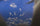 Close up view of individual down plumes scattered on blue work surface