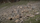 Multiple hunters in Valo camouflage hidden in the rocks