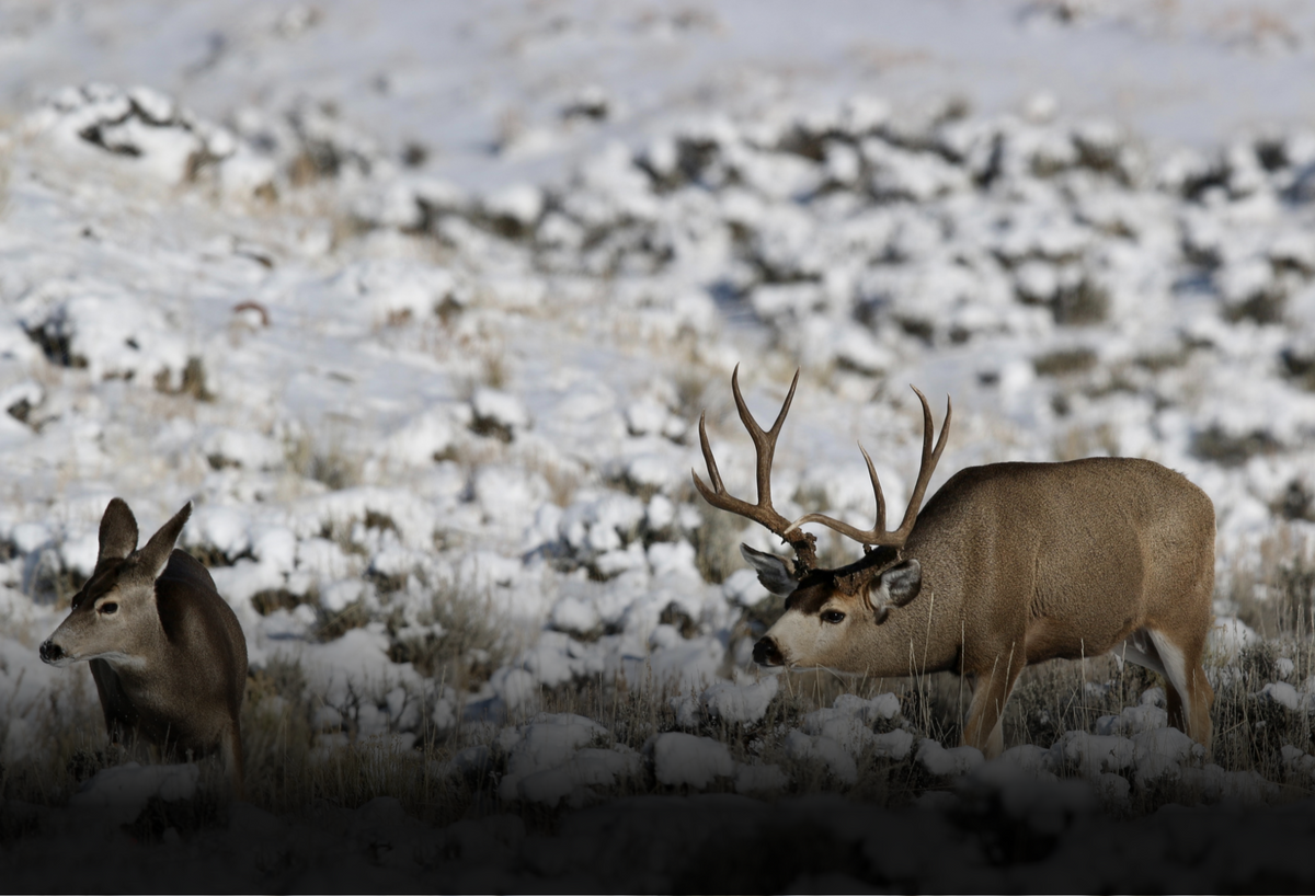 Mature, Rutting Mule Deer Buck Following Doe