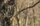 Hunter in Treestand Rattling Antlers in Encouter Jacket and Packets in Valo Camouflage