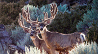 Pair of mature Mule Deer Bucks in full velvet