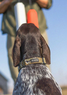 Back view of a dog wearing a KUIU Camo Webbing Dog Collar in Valo Camouflage