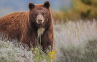11 Tips for Spring Bear Hunting