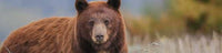 11 Tips for Spring Bear Hunting