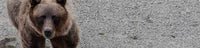 Film: The Longest Day - Alaskan Grizzly Bear HUning Video