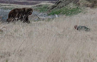 Film: Footsteps of Giants - Alaskan Brown Bear Hunting Video