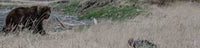 Film: Footsteps of Giants - Alaskan Brown Bear Hunting Video