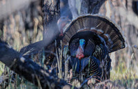 Gould's Turkey Hunt: The Least Known Subspecies
